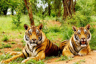 corbett national park