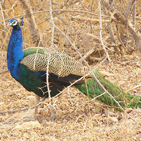 corbett national park