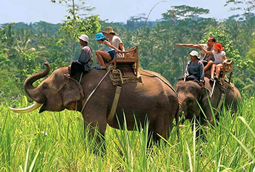 elephant safari