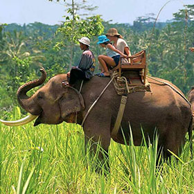 elephant safari