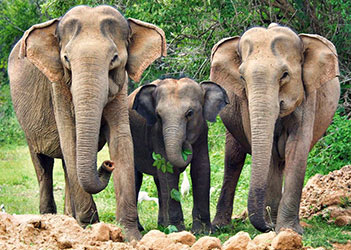 elephants1