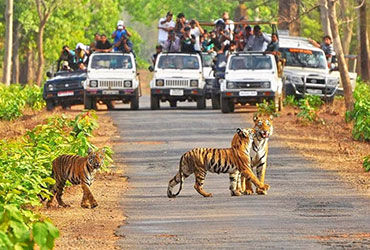 kanha national park