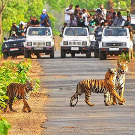 kanha national park