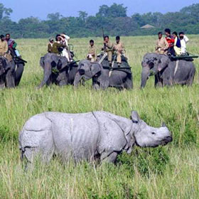 kaziranga national park