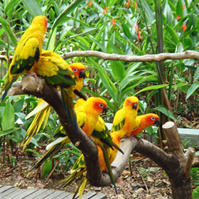 kumarakom bird sanctuary