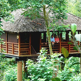 periyar tree house