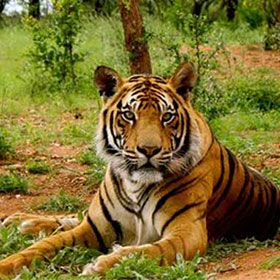 sariska tiger reserve