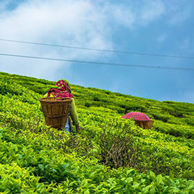 tea garden