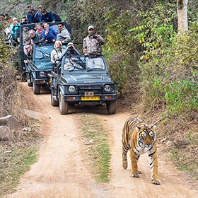 tiger safari