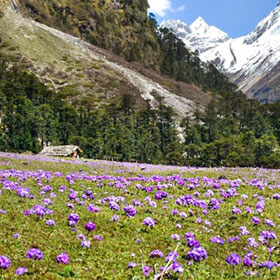 yumthang flower valley